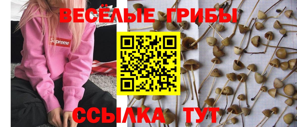 где продают   Галлюциногенные грибы Cubensis  Вход с VPN  Галлюциногенные грибы Psilocybine cubensis  Советск 